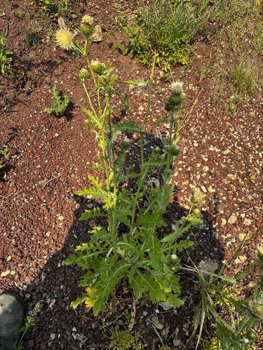 Image of Cirsium remotifolium by (c) Michael O'Loughlin, some rights reserved (CC BY)