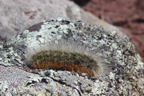 Arctia festiva
