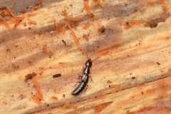 Atrecus macrocephalus