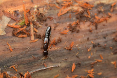 Atrecus macrocephalus