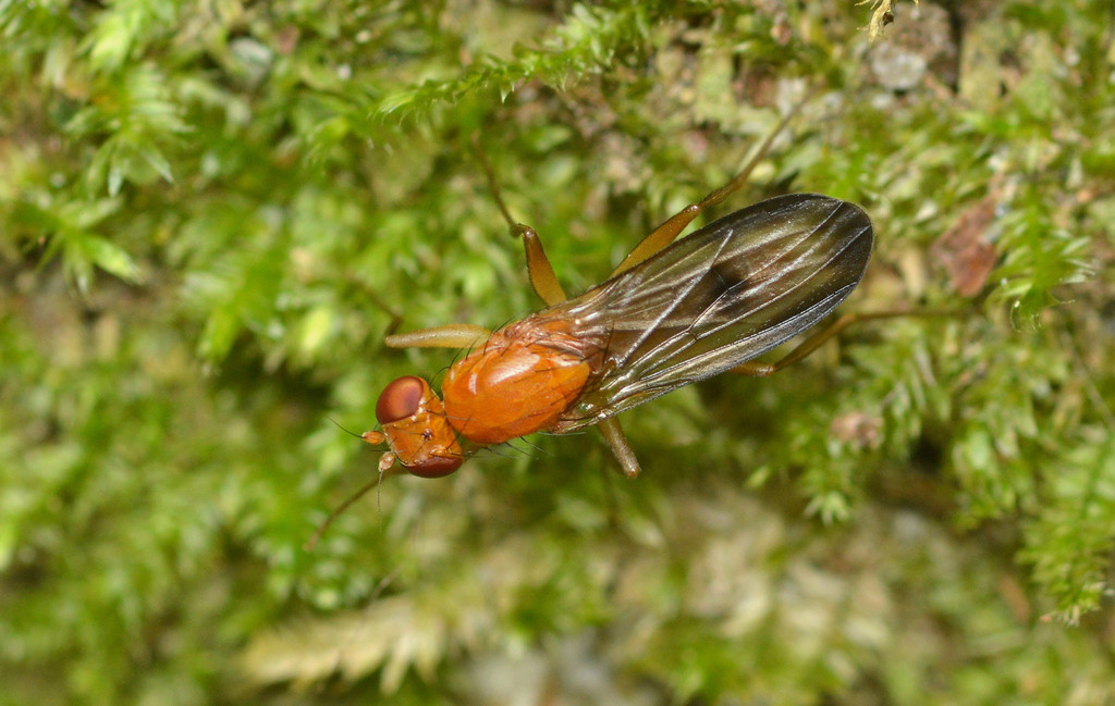 Clusia occidentalis