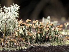 Cladonia botrytes