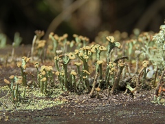 Cladonia botrytes