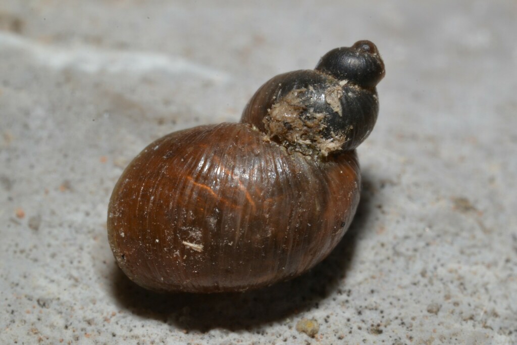 Sandbowl Snail
