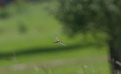 Pantala hymenaea