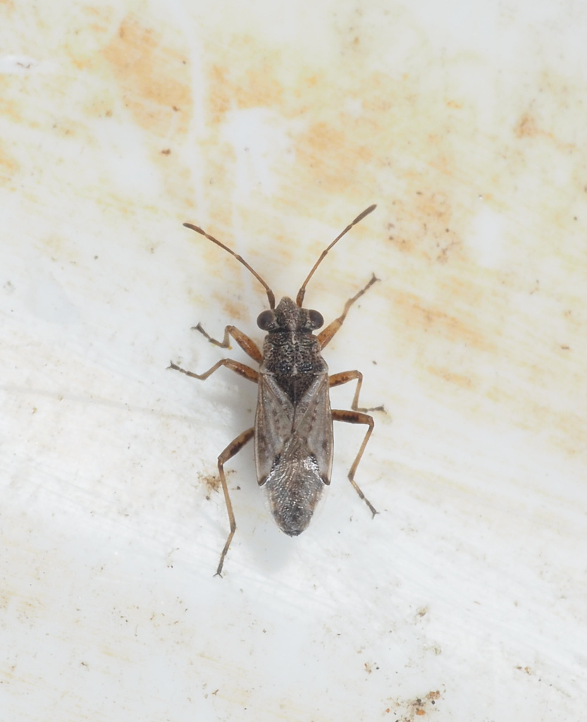 Nysius thymi thymi