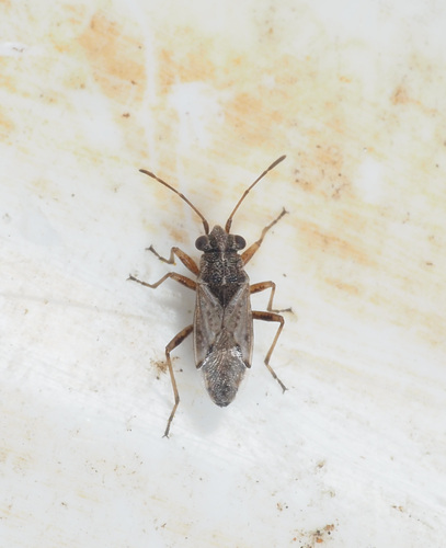 Nysius thymi thymi