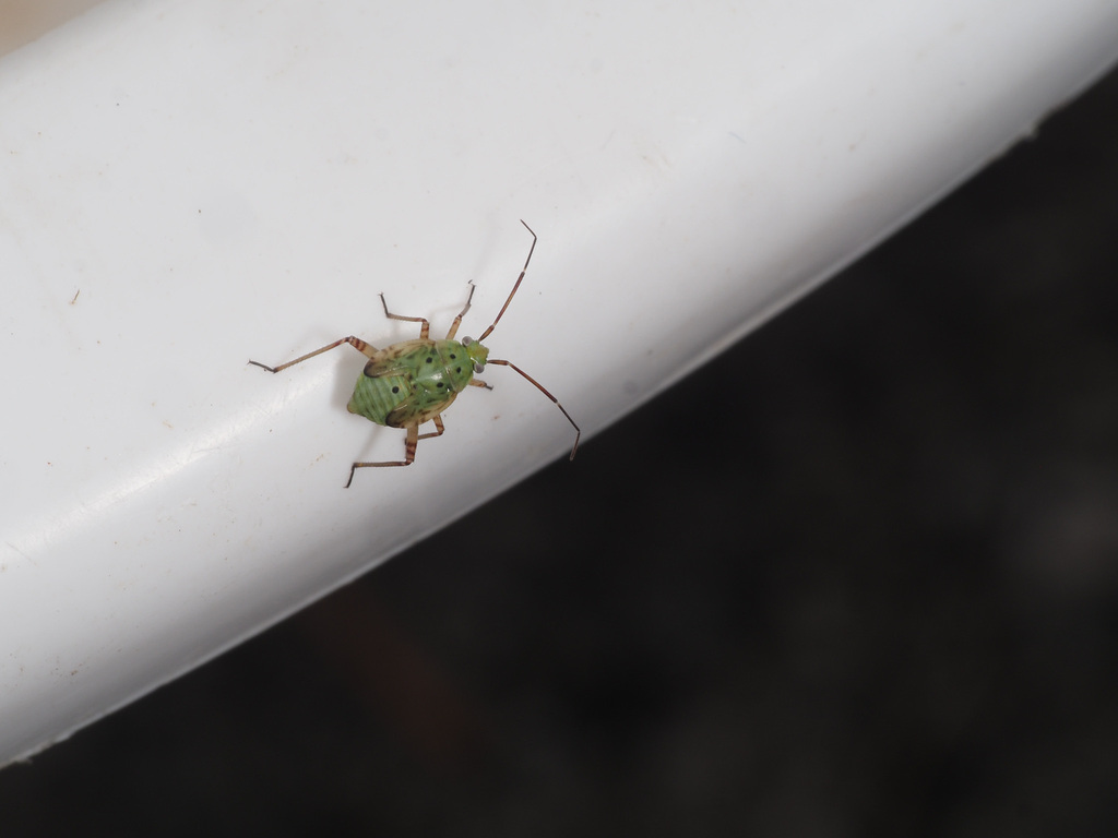 Lygus punctatus