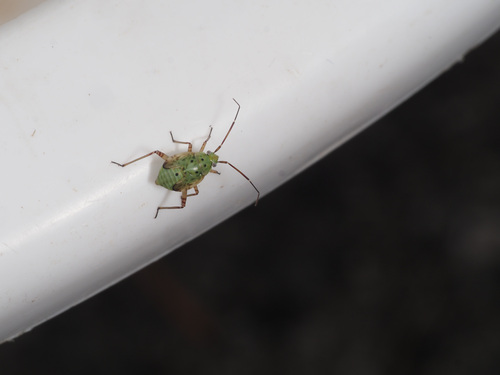 Lygus punctatus