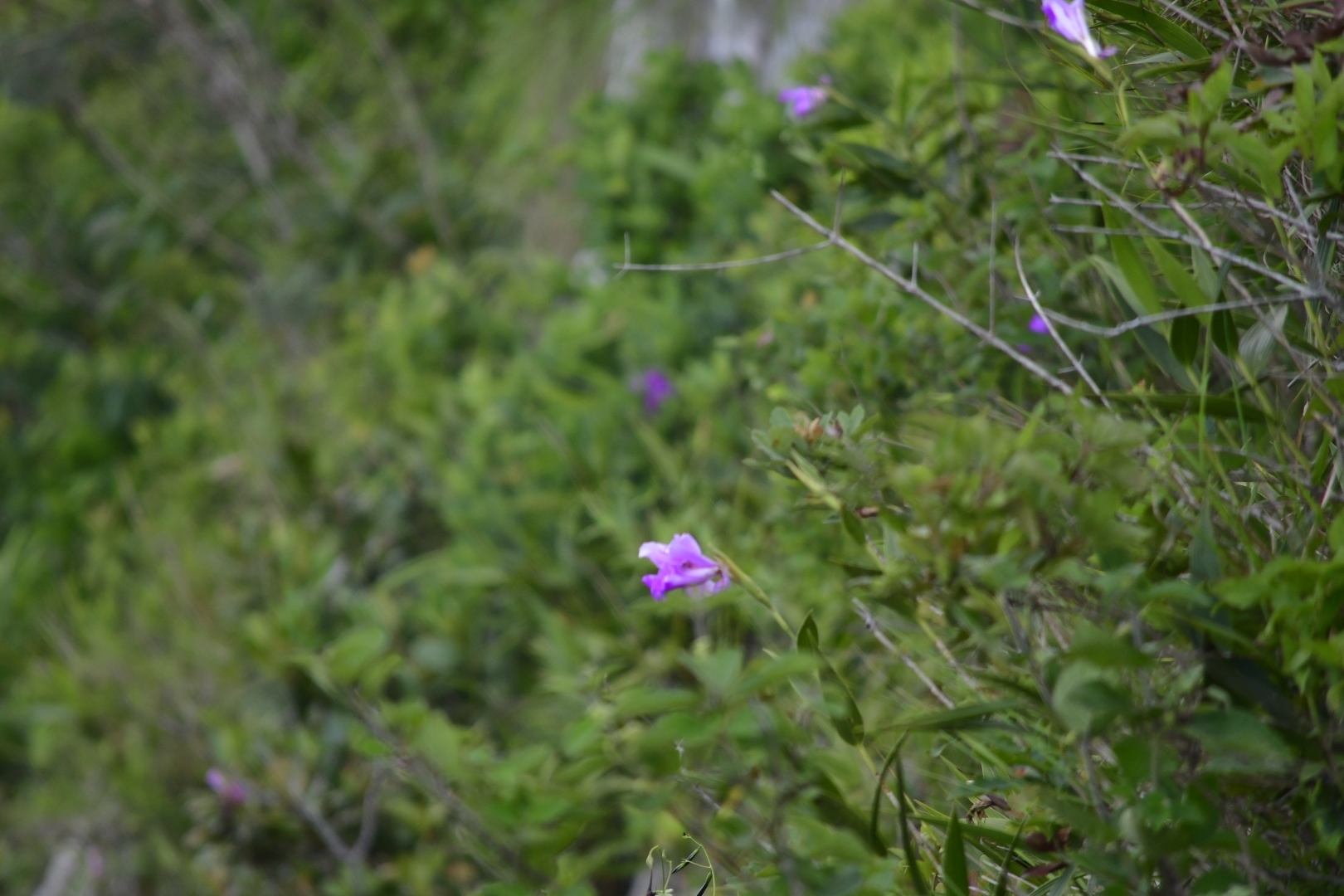 Imagem de Orquídea-da-serra