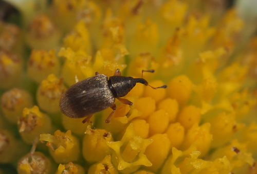Acalyptus sericeus