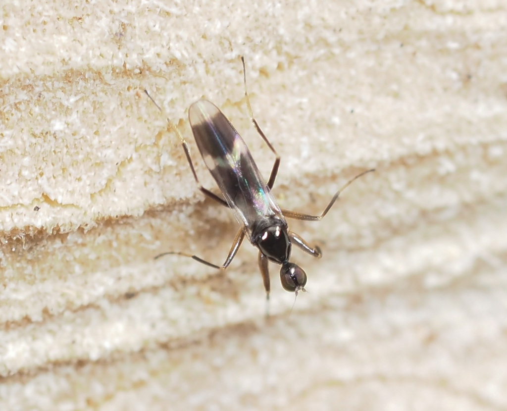 Tachydromia umbrarum