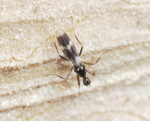 Tachydromia umbrarum