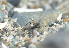 Chersodromia parallela