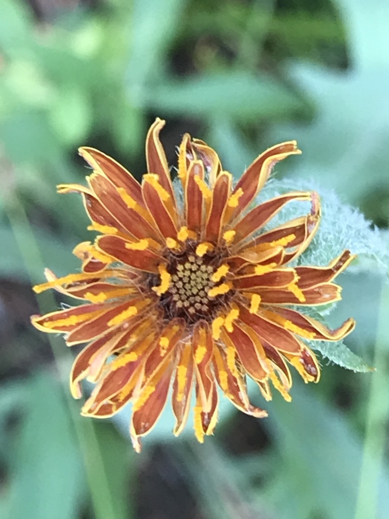 Agoseris aurantiaca