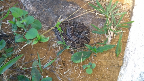 Bothrops marmoratus