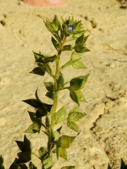 Veronica biloba
