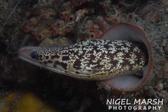 Gymnothorax cribroris