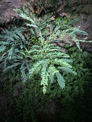 Image of Albizia kalkora by (c) Jane Charlen, some rights reserved (CC BY)