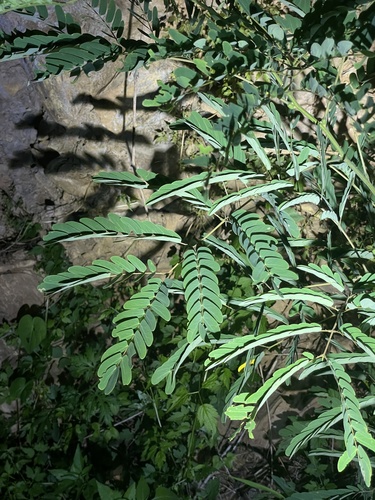 Albizia kalkora, photograph 6