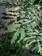Albizia kalkora, photograph (c) Jane Charlen, some rights reserved (CC BY)