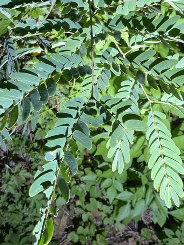 Image of Albizia kalkora by (c) Jane Charlen, some rights reserved (CC BY)