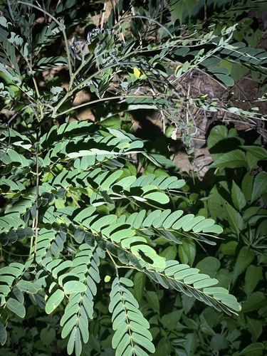 Image of Albizia kalkora by (c) Jane Charlen, some rights reserved (CC BY)