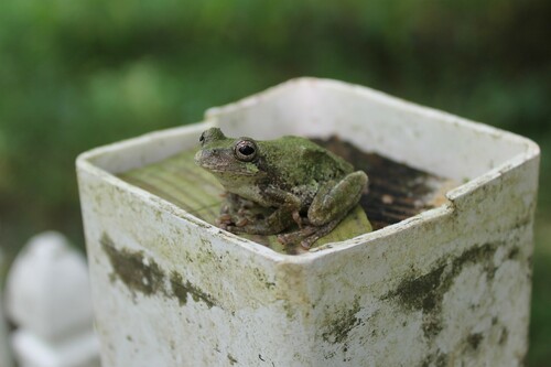 Bird-voiced Treefrog photographed in Tennessee