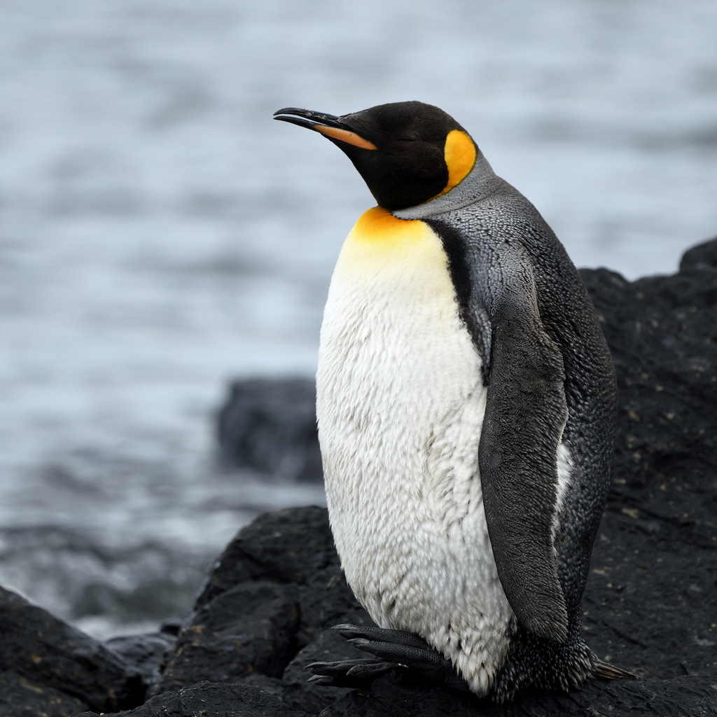 King Penguin from Port-aux-Français, Kerguelen on December 15, 2023 at ...