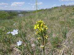 Erysimum inconspicuum