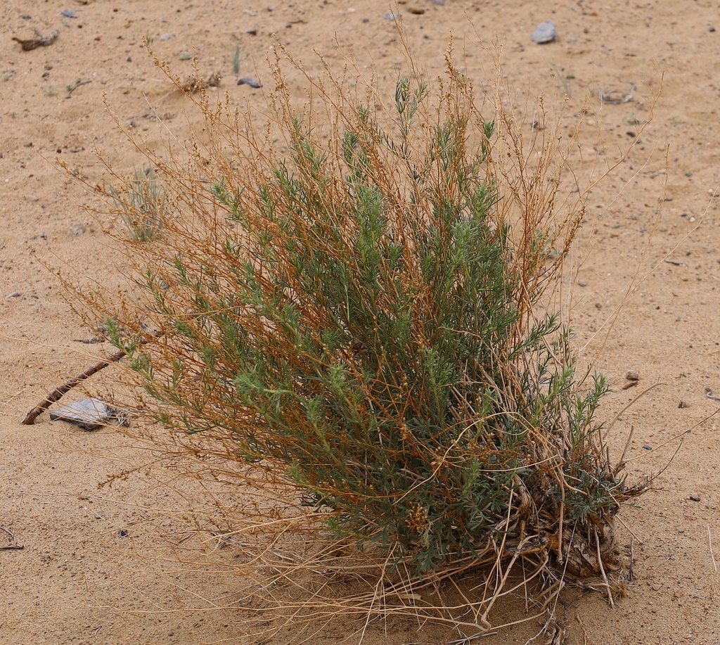 Artemisia klementzae