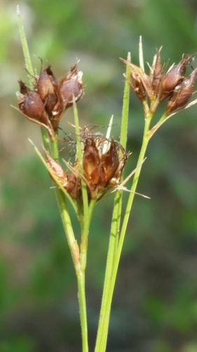 Image of Rhynchospora baldwinii by (c) Jay Horn, some rights reserved (CC BY)