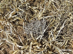 Coryphantha cornifera