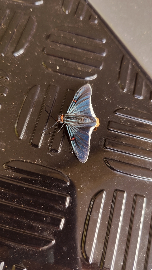 southern-guava-skipper-from-mhgq-ghh-st-joseph-trinidad-and-tobago-on