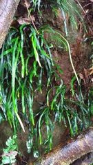 Haplopteris anguste-elongata