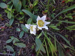 Hesperochiron pumilus