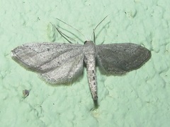 Euacidalia quakerata