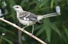 Caribbean Mockingbird - Photo (c) Juan Manuel de Roux, some rights reserved (CC BY-NC), uploaded by Juan Manuel de Roux