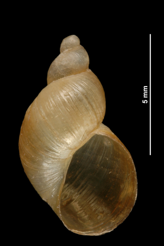 Sandbowl Snail