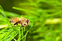 Apis mellifera image