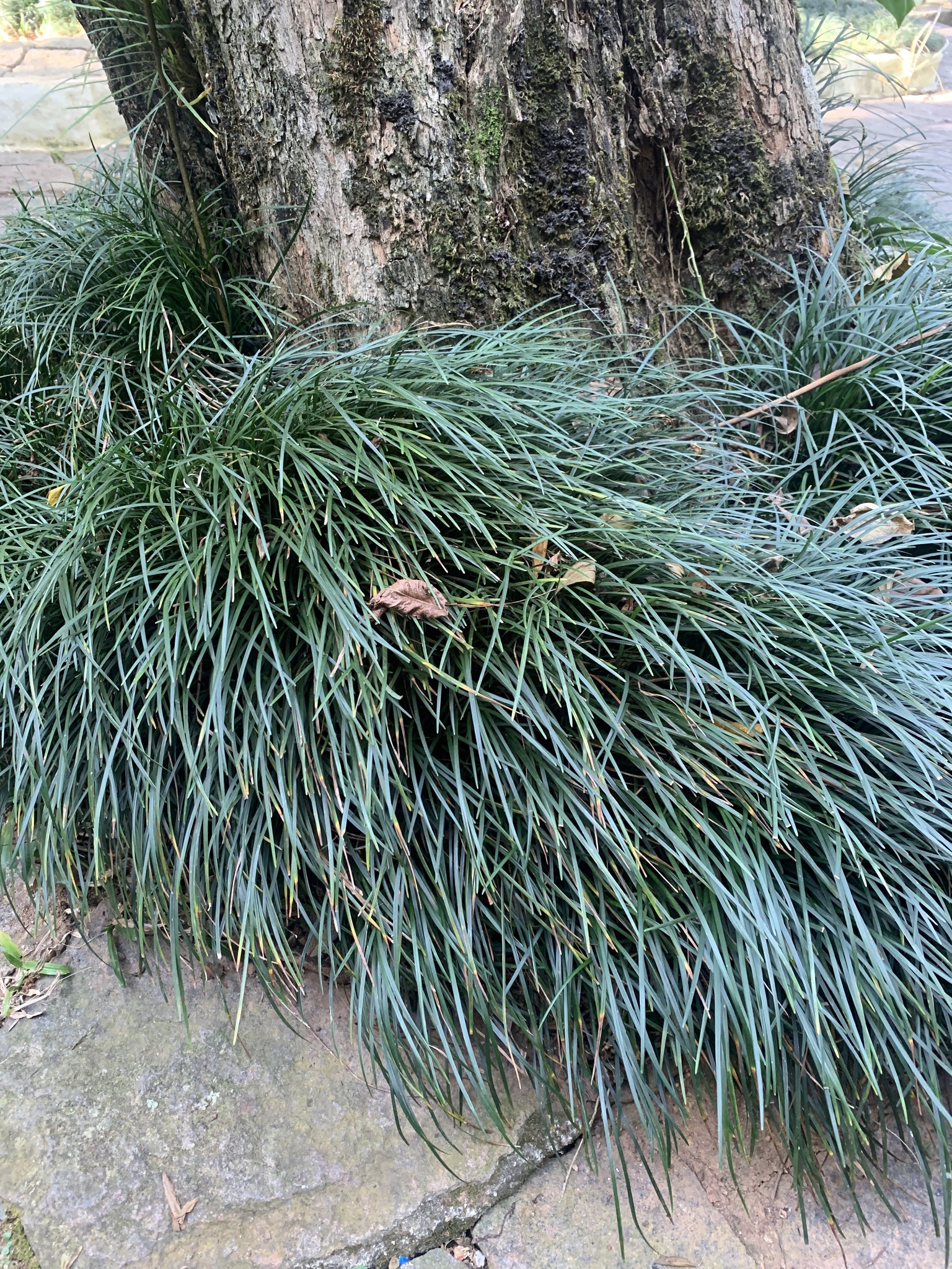 Ophiopogon japonicus