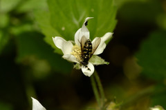 Dasysyrphus
