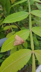 Goniocraspidum pryeri