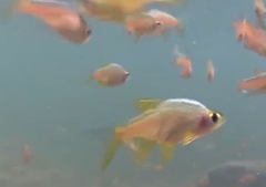 Vateria Flower Rasbora photo 2