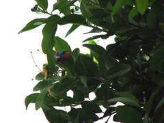 Cyclopsitta diophthalma