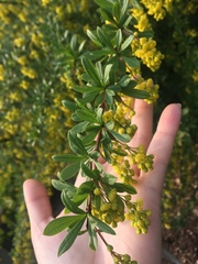 Berberis × ottawensis