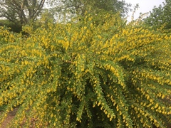 Berberis × ottawensis