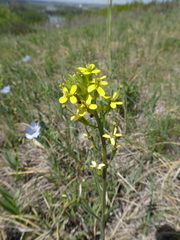 Erysimum inconspicuum