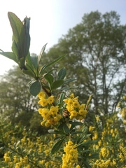 Berberis × ottawensis