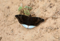 Tanaecia julii